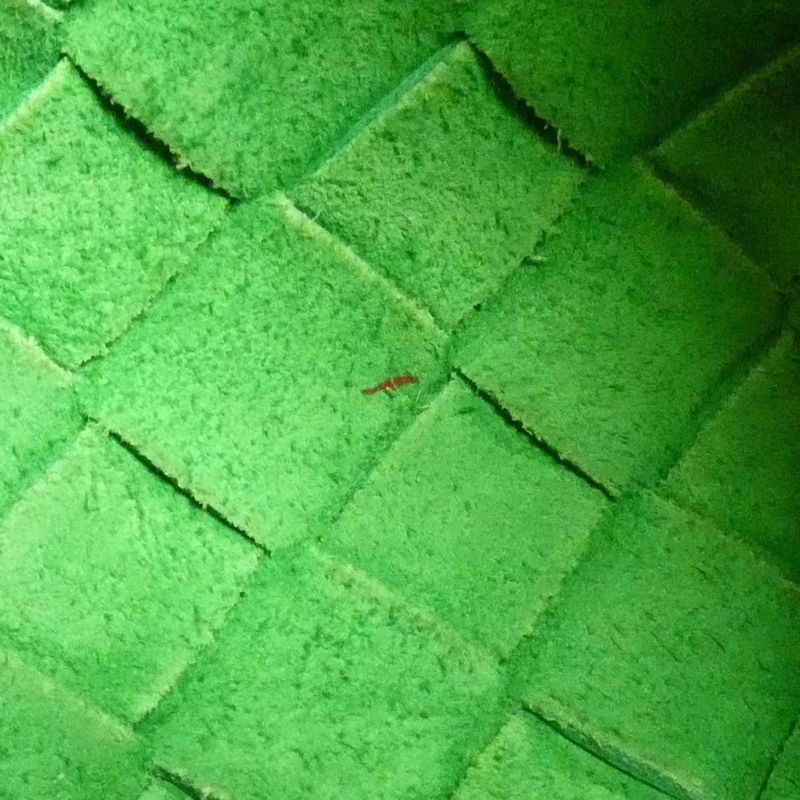 Bottega Veneta 680254 V1g11 Shoulder Bag