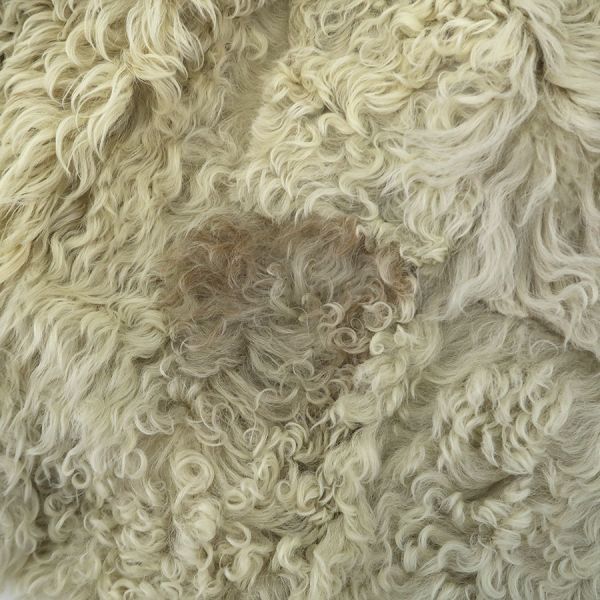 Loewe Mouton Coat Ivory 40